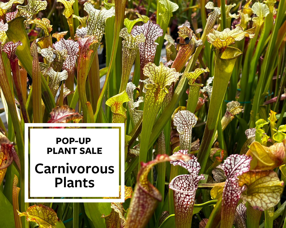Member Preview: Carnivorous Plant Pop-Up Sale 1