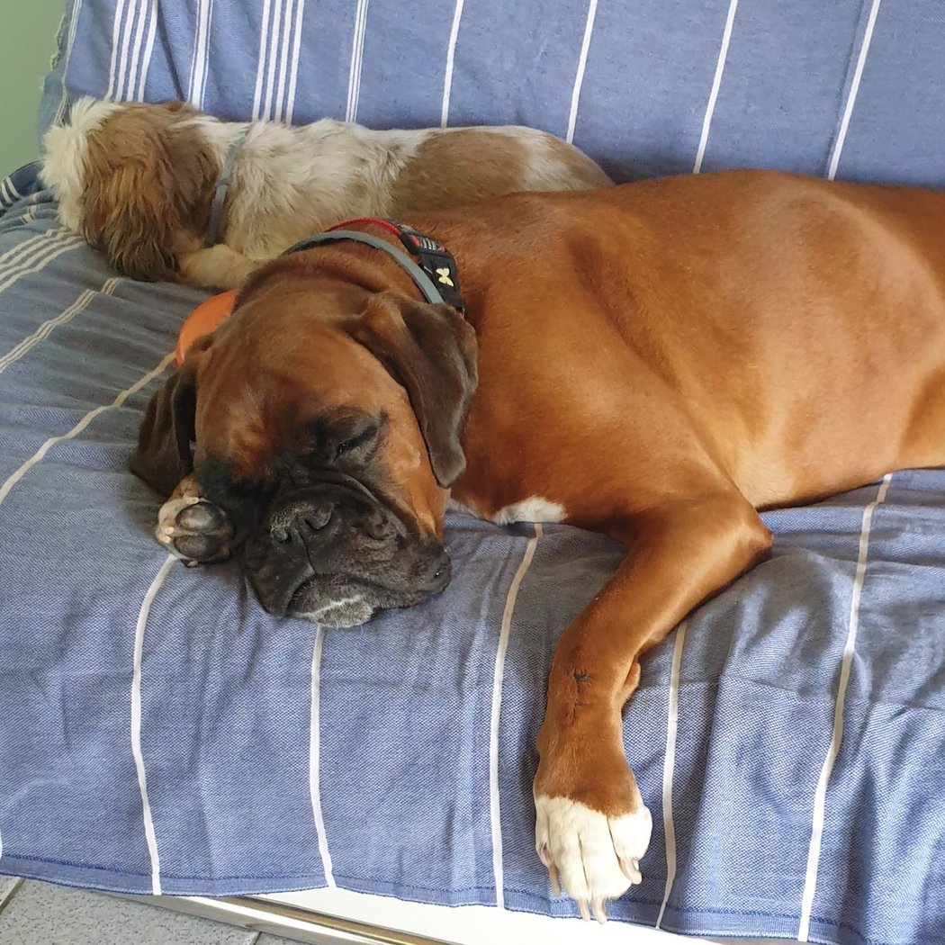Dogs, cats and men 1