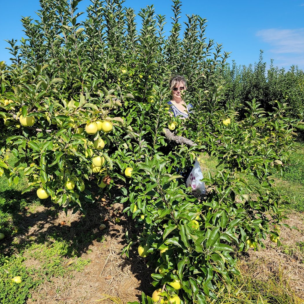 Lewin Farms Apple Picking 3
