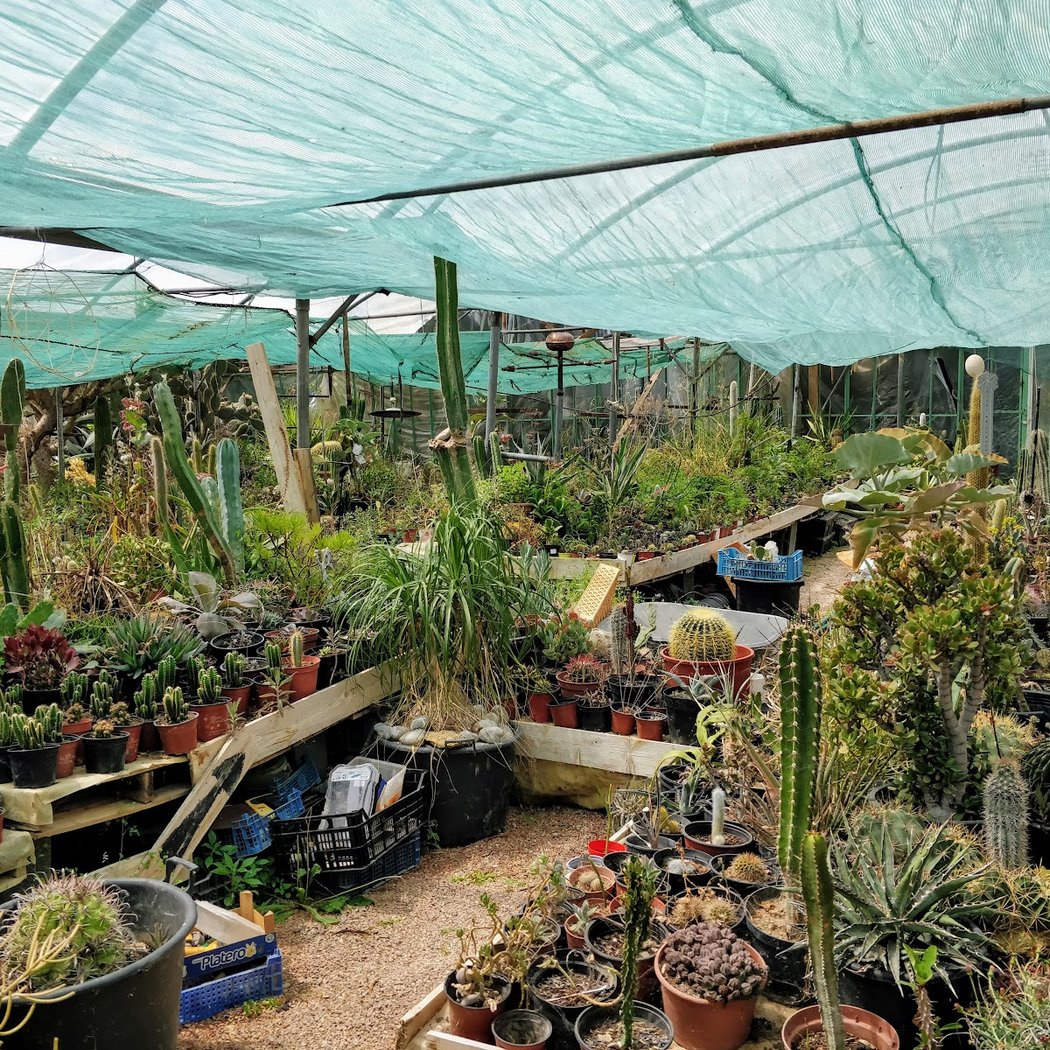 cactuseraie ESCAÏRE FIGUE 2