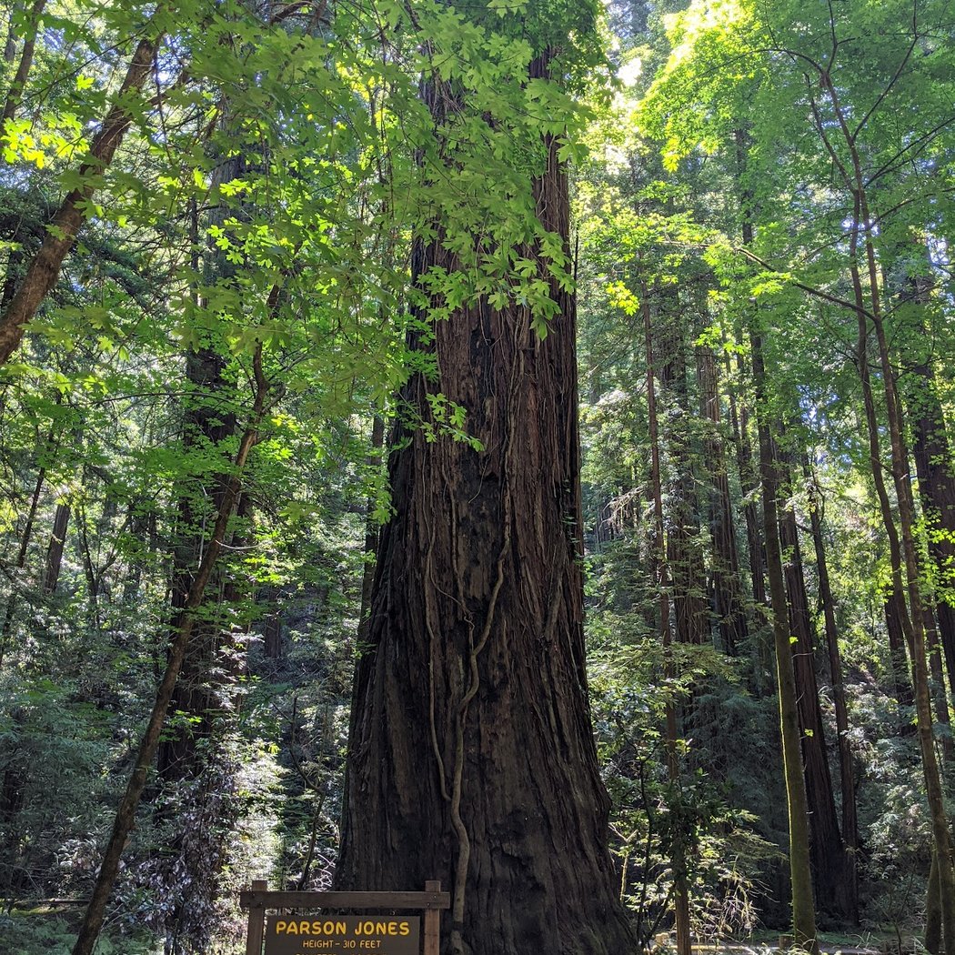 Stewards of the Coast and Redwoods 3