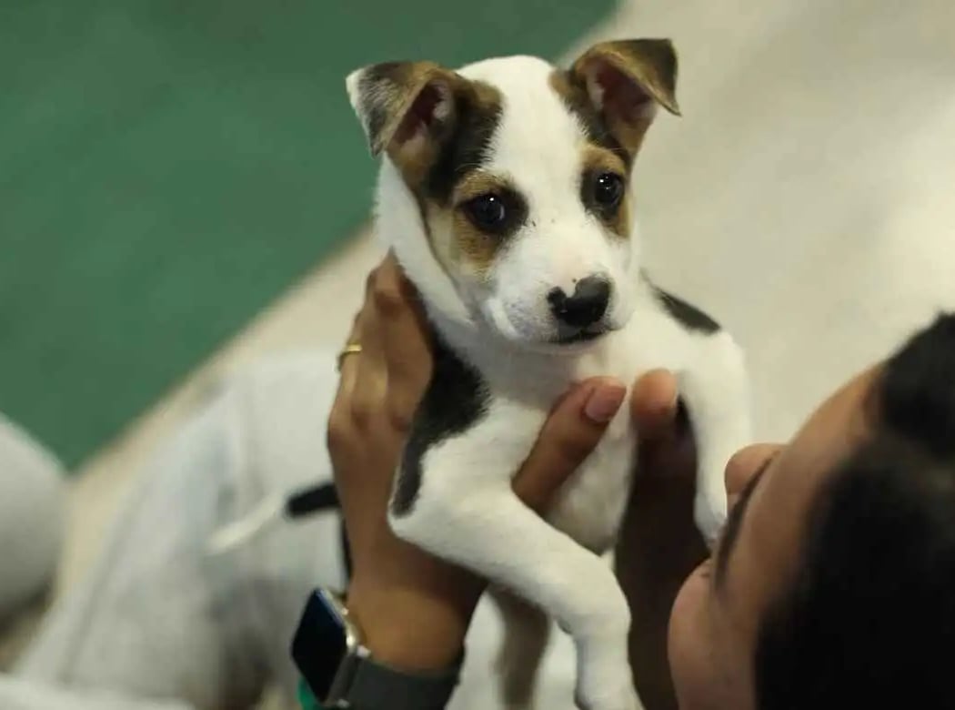 2026 Reset Puppy Yoga 2