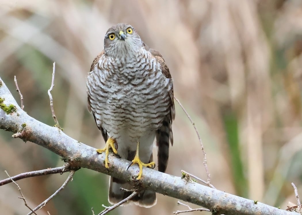 Les oiseaux à Paris : quelles évolutions? 1