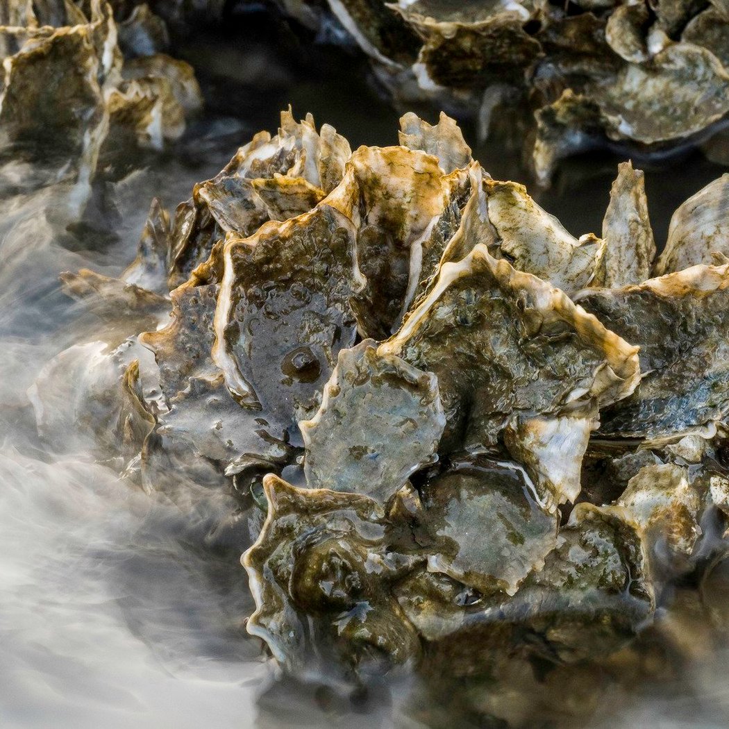 Speaker Talk: NY Artificial Reef Program 1