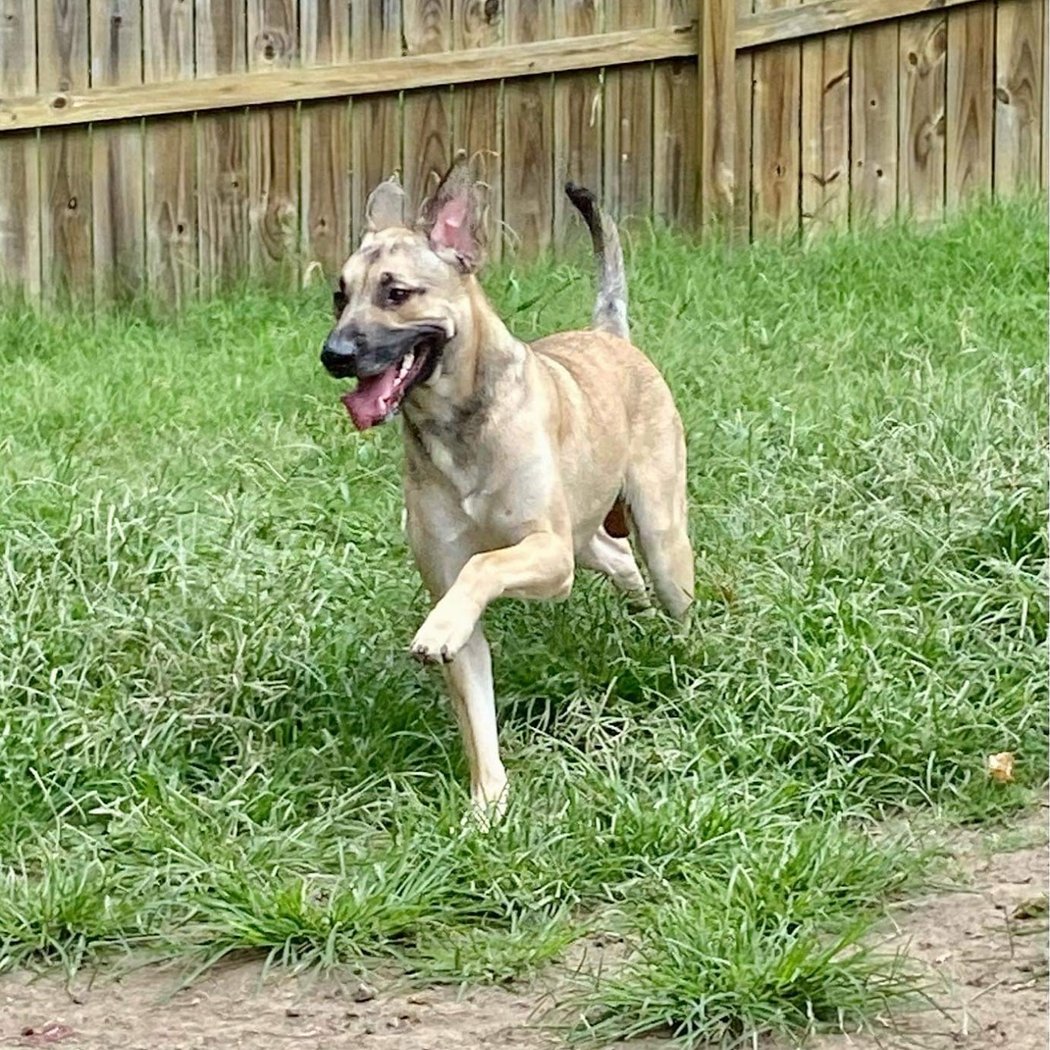 Spark-N-Bark Pet Sitting Services, LLC. 3