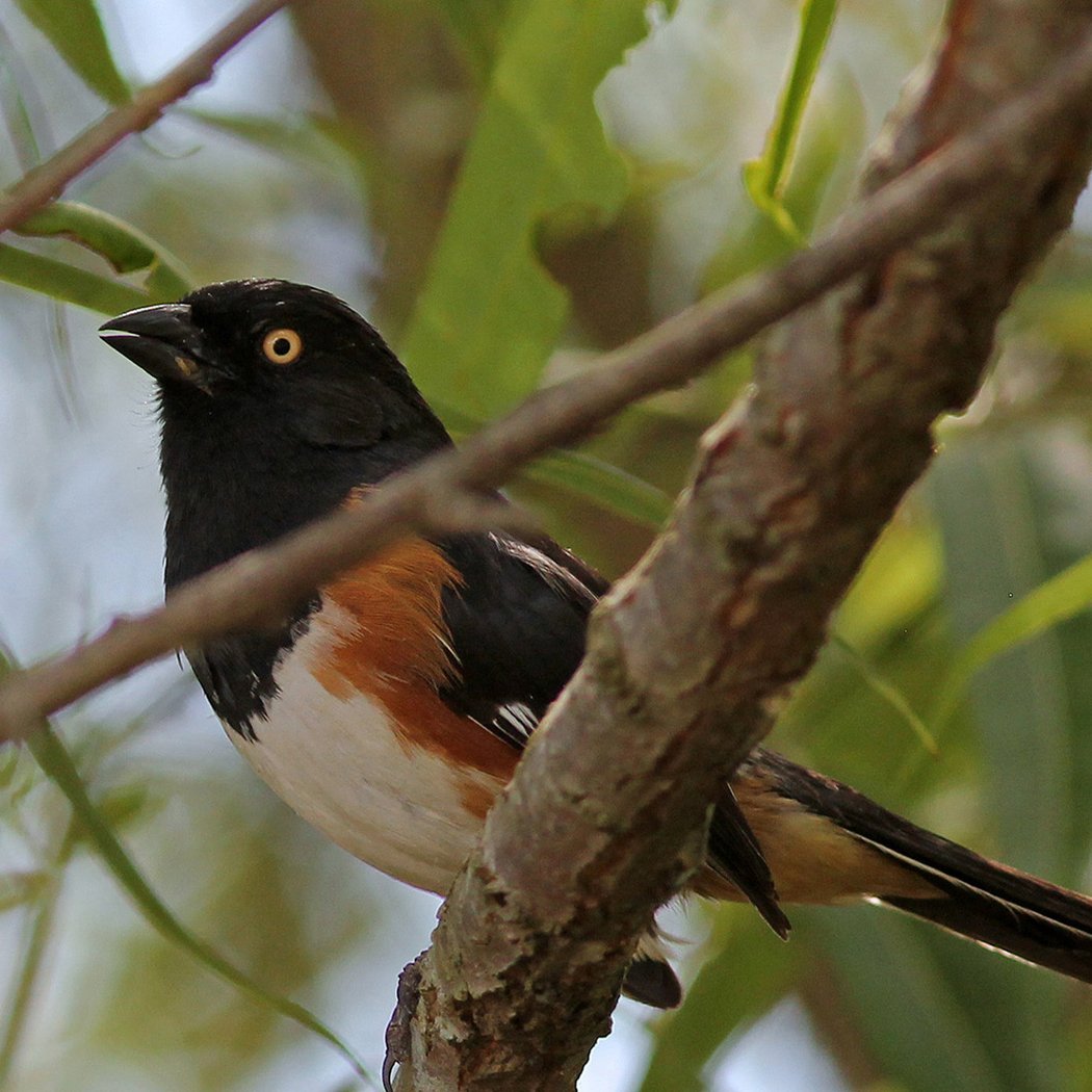 Bird-Friendly Yards Tour 2