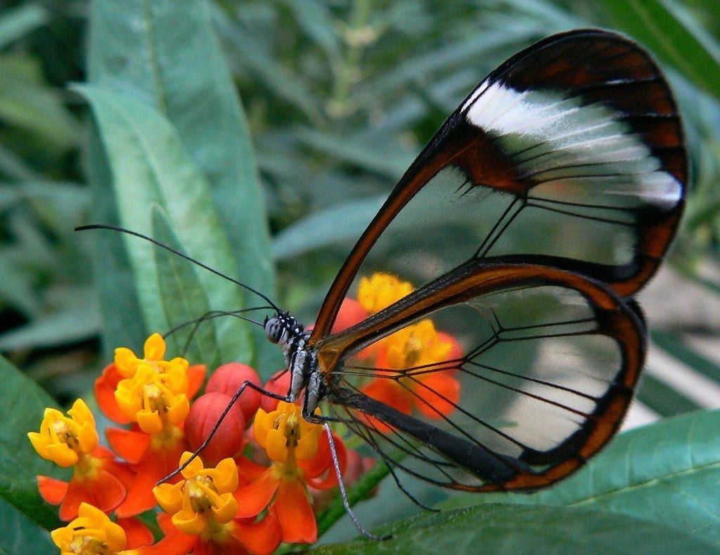 Butterflies and Blooms 2