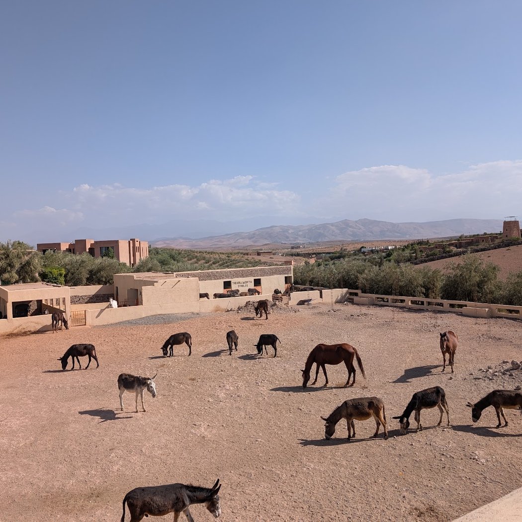 Jarjeer Mule And Donkey Refuge 2