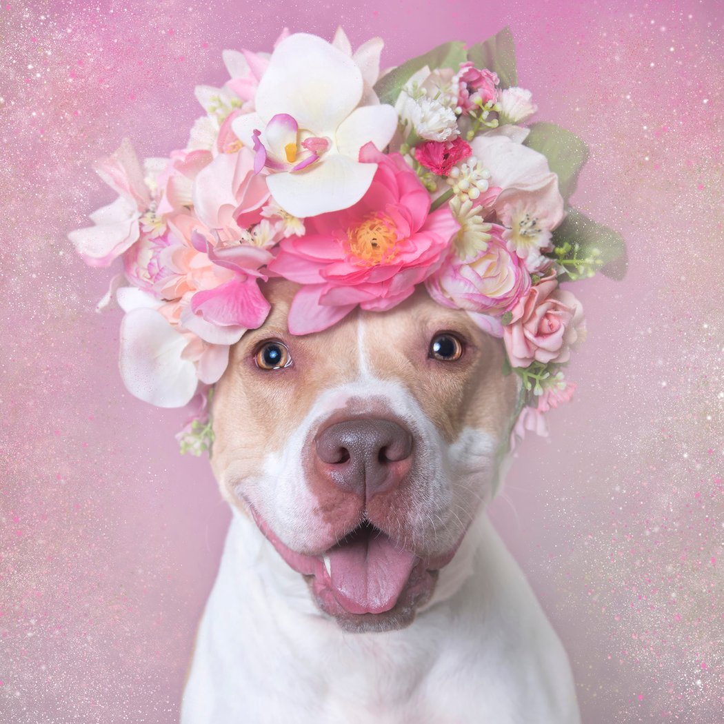 Pit Bull Flower Power 1