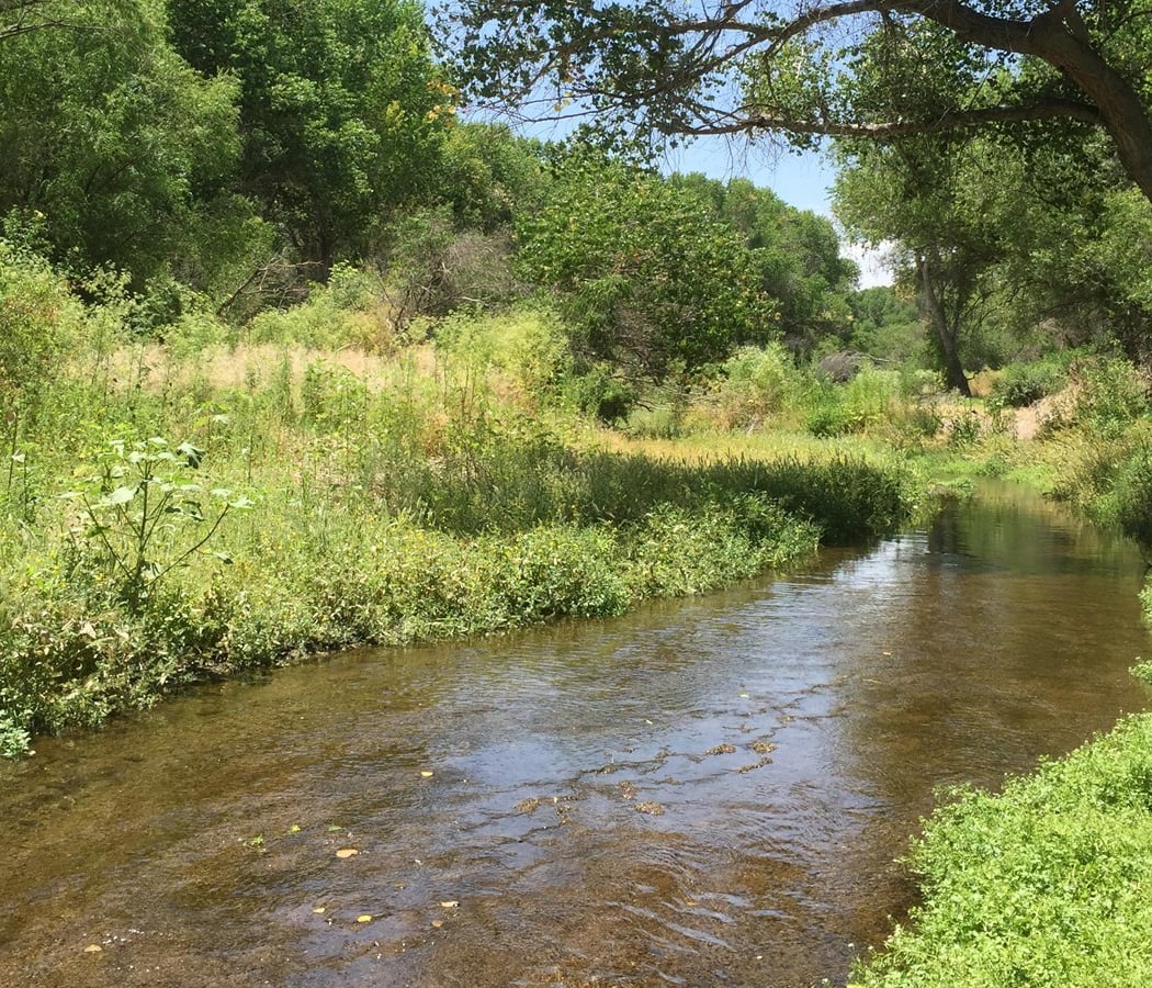 Santa Cruz River Willow Forest Survey 2