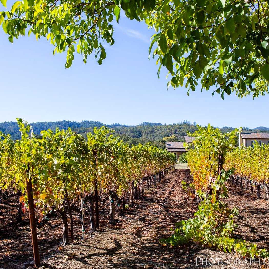 2026 Lobster Feast In The Vineyard 2