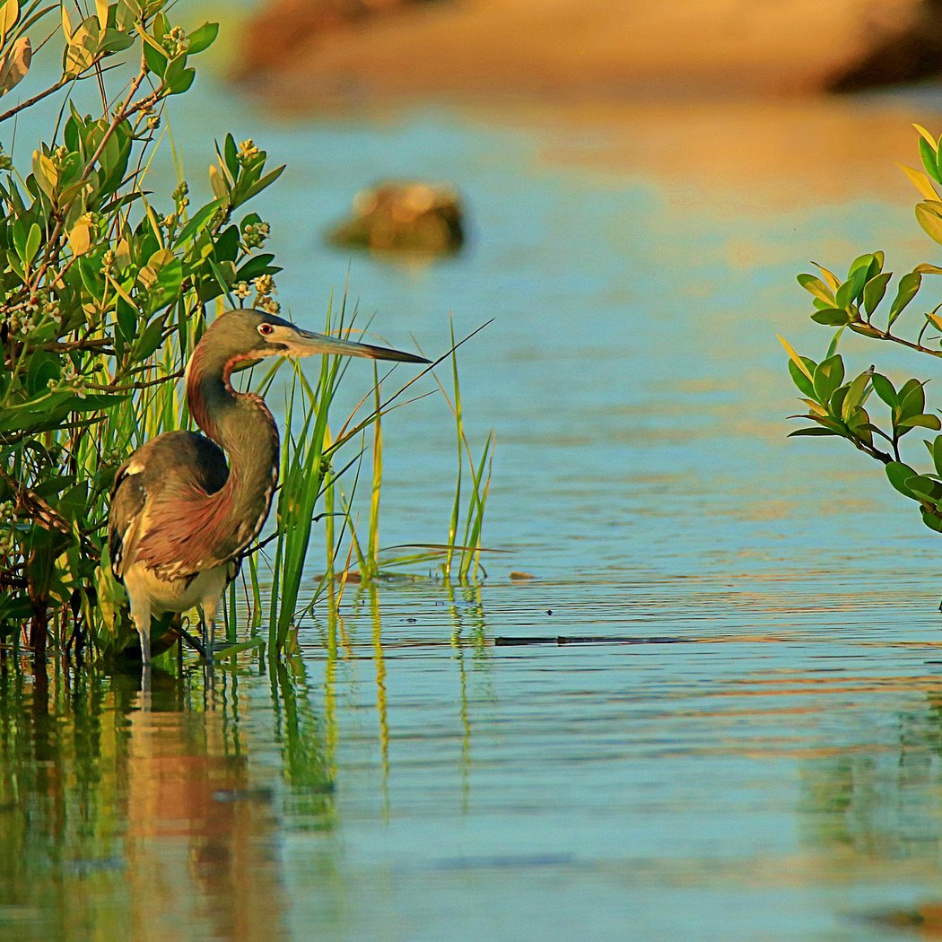 Seabrook Bird Count 3