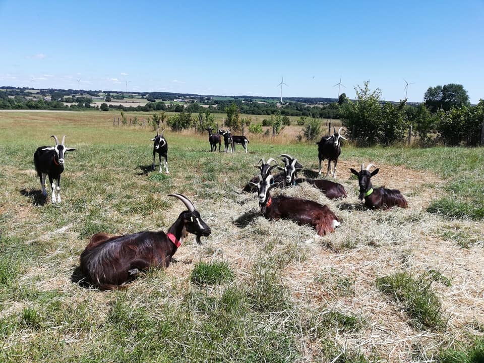 Visite de la ferme Pam'Plumes 1