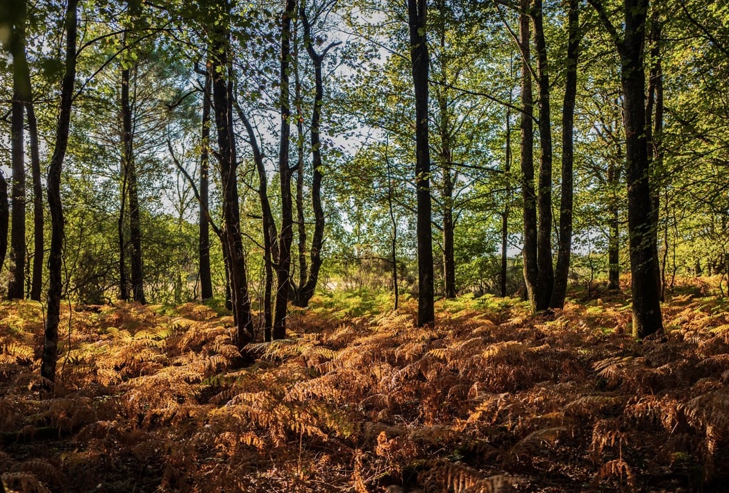 Forêt Domaniale de Loches 2