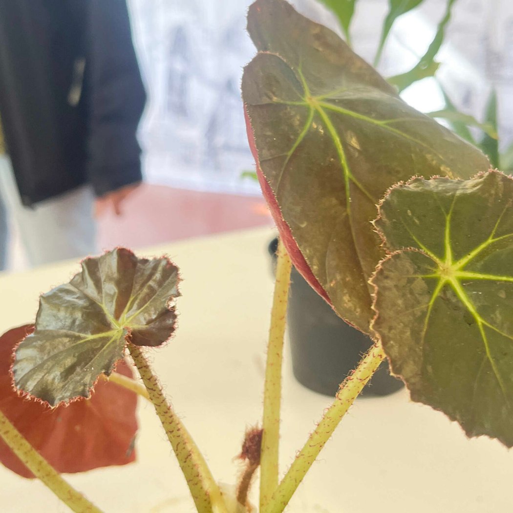 Échange de plantes 1