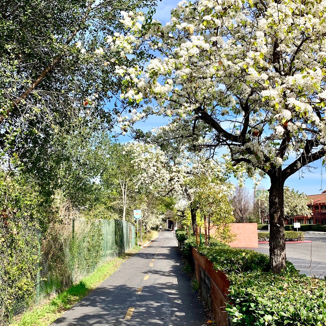 Los Gatos Trail 1
