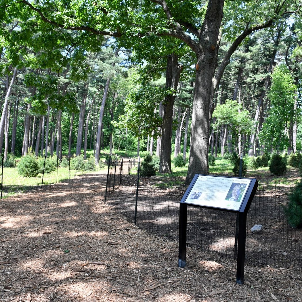 Forest Park Pine Grove 2