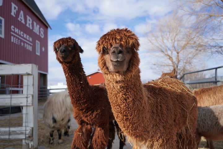 Vestergaard Farms 1