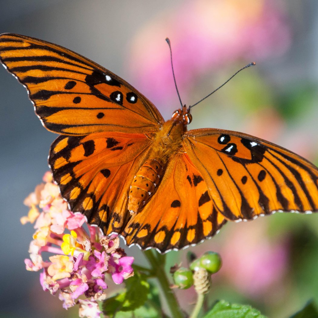 Dragonfly & Butterfly Bash 1