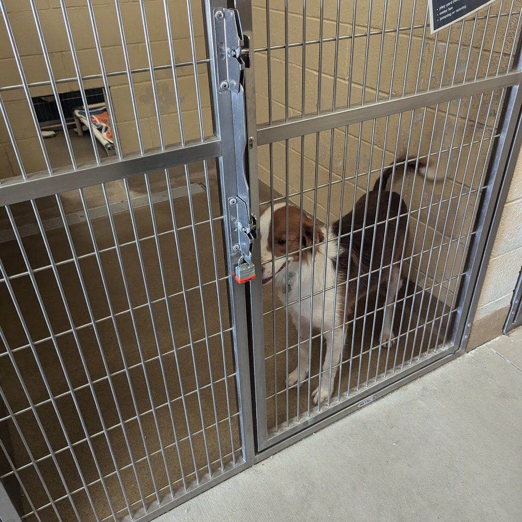 Pet Adoption Event 3