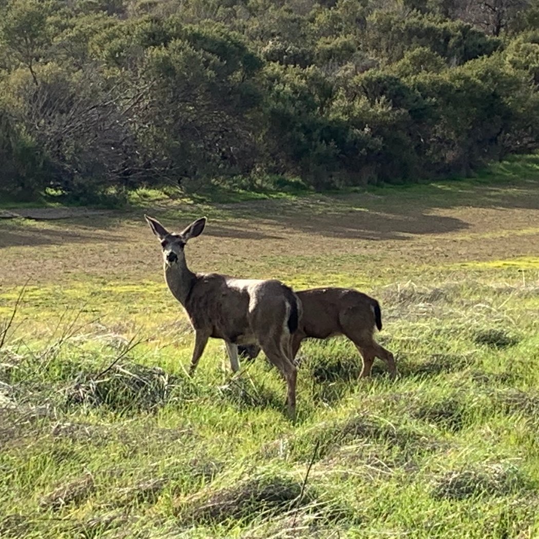 Crystal Springs Cross Country Course Open Space 3
