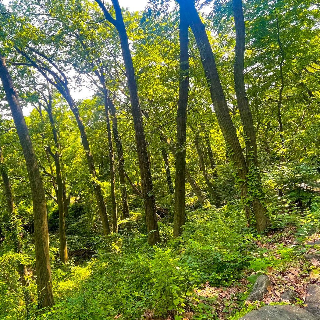 Inwood Hill Park 1