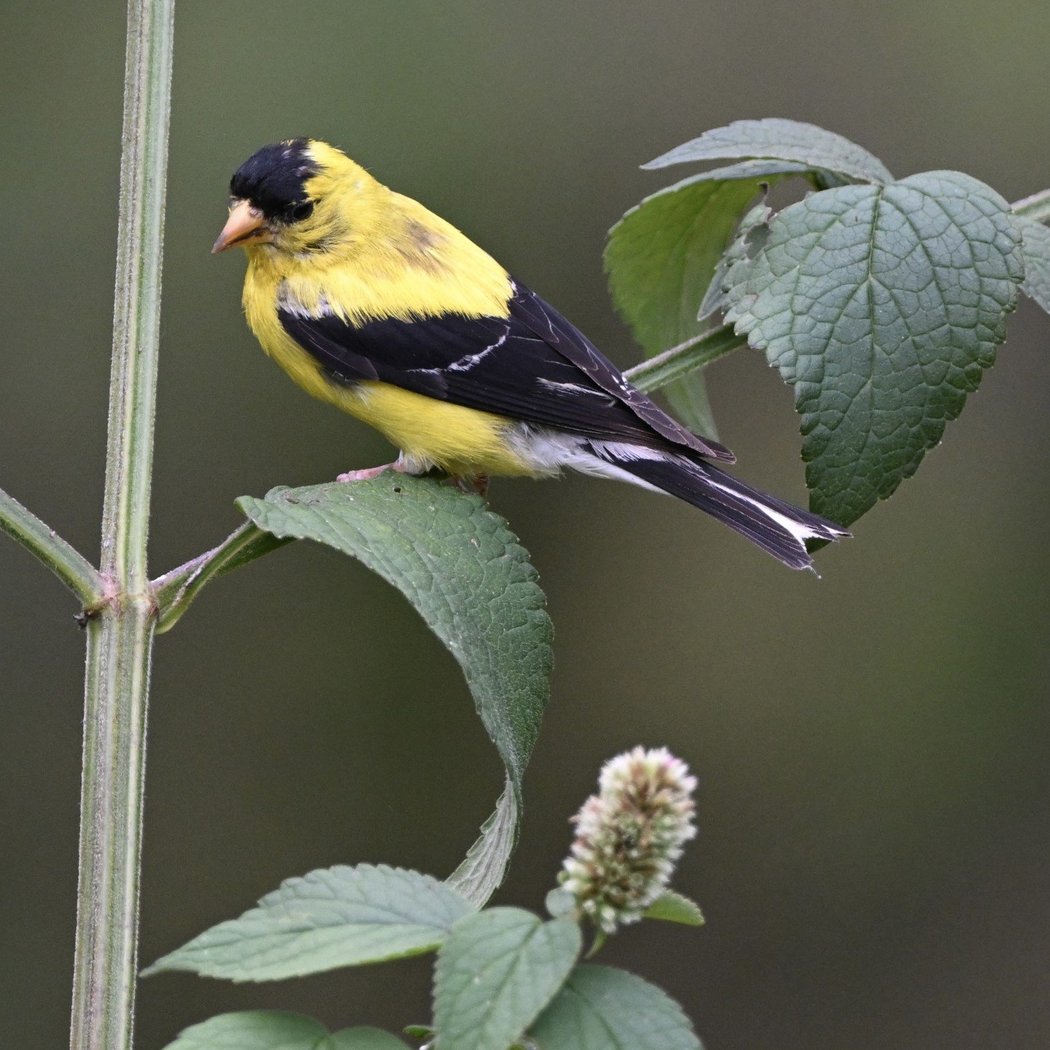 Humboldt Park Bird and Stewardship Day 1