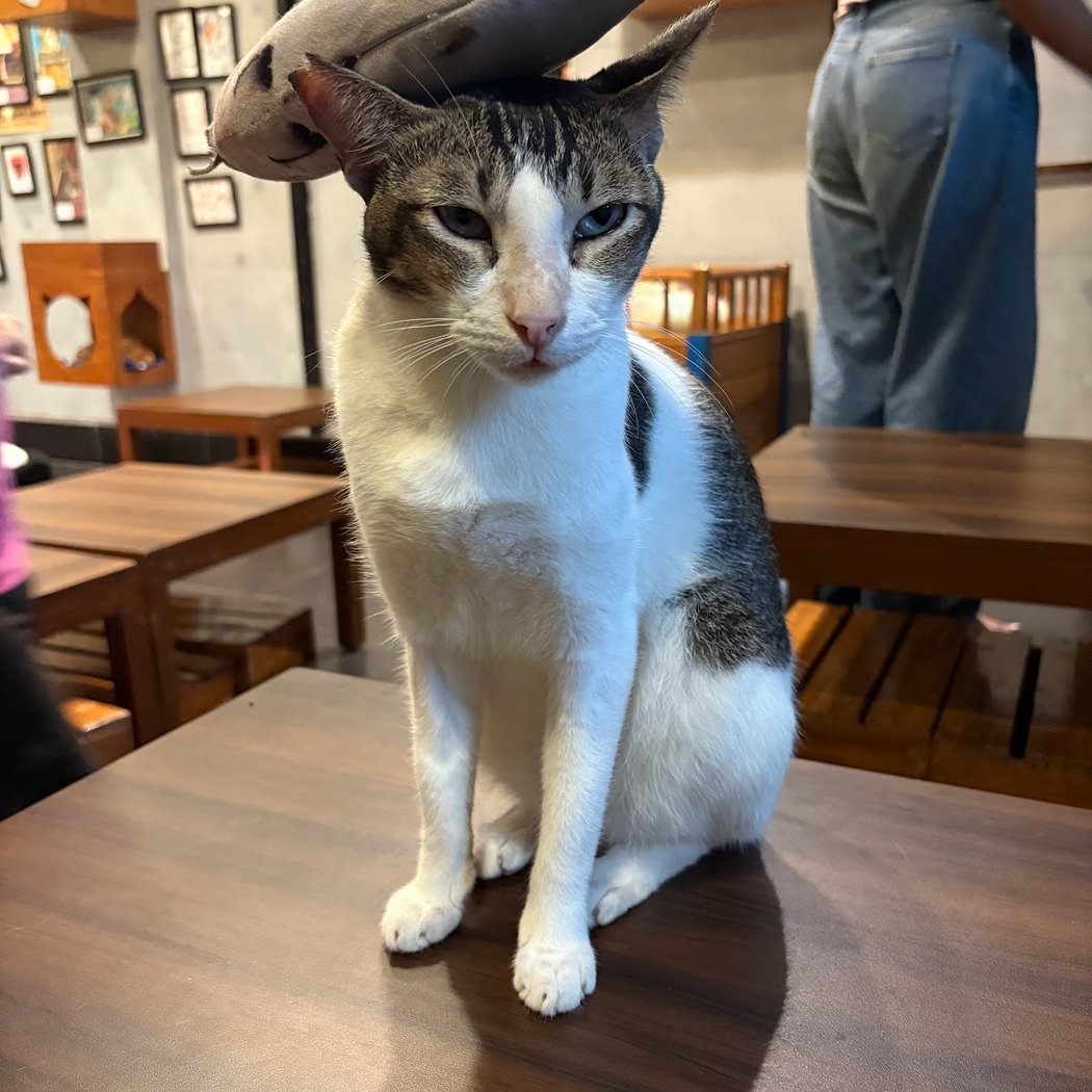 Cat Café Studio 1