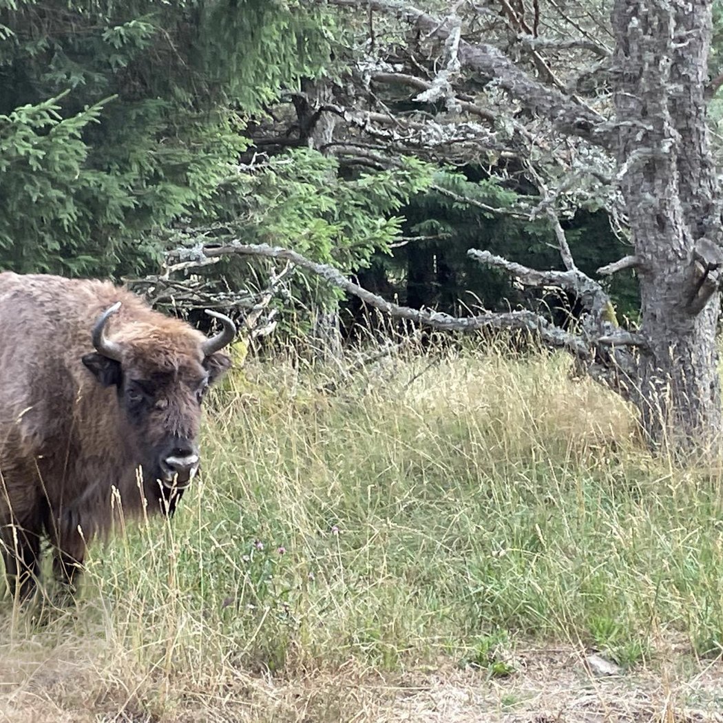 Reserve Bisons Margeride Europe 2