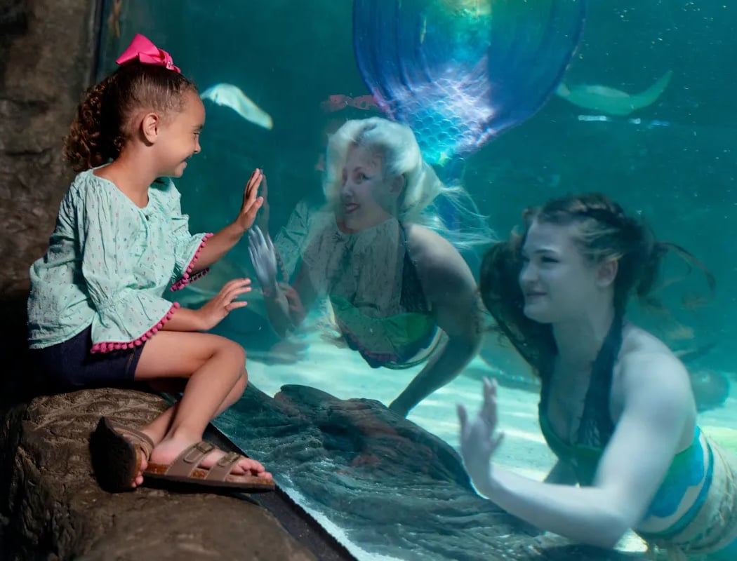Mermaids Dive Show 1