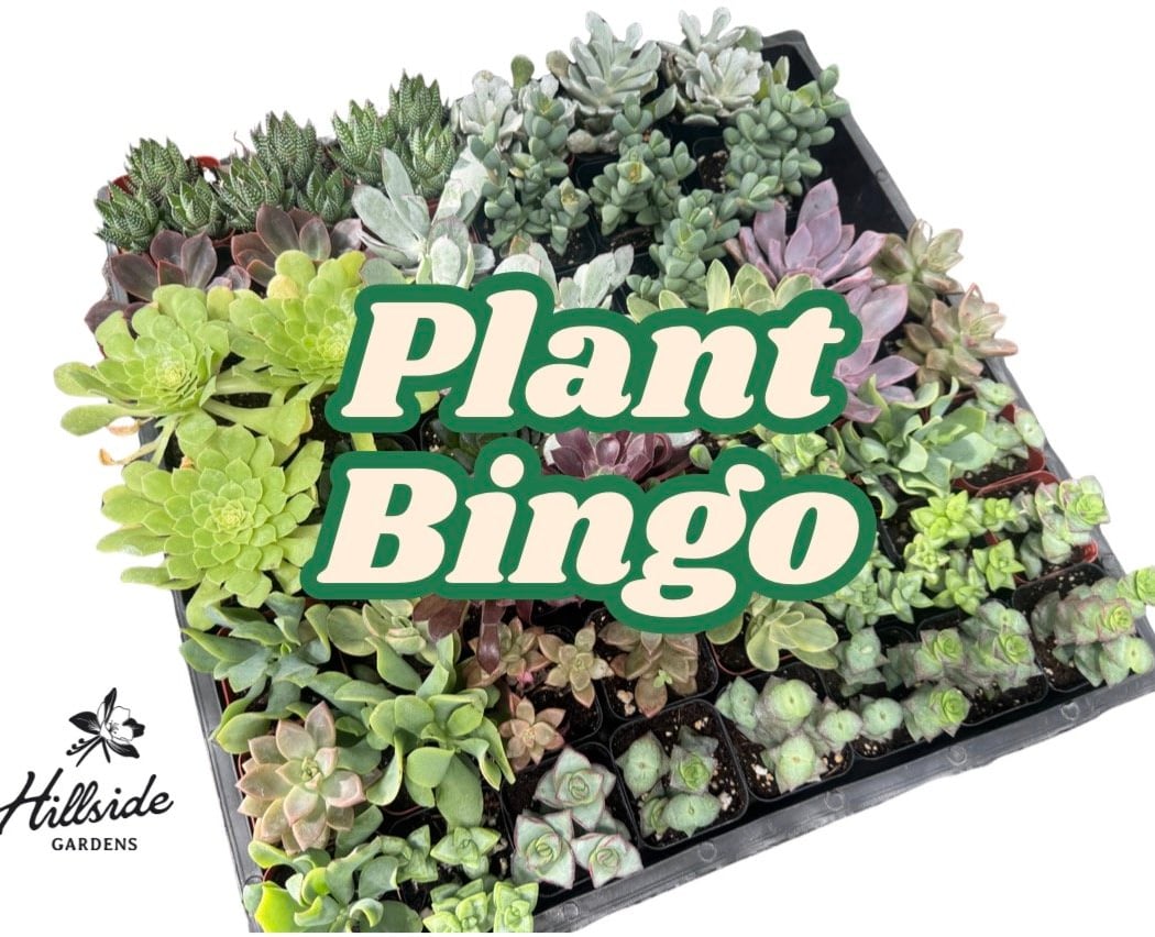 Plant Bingo