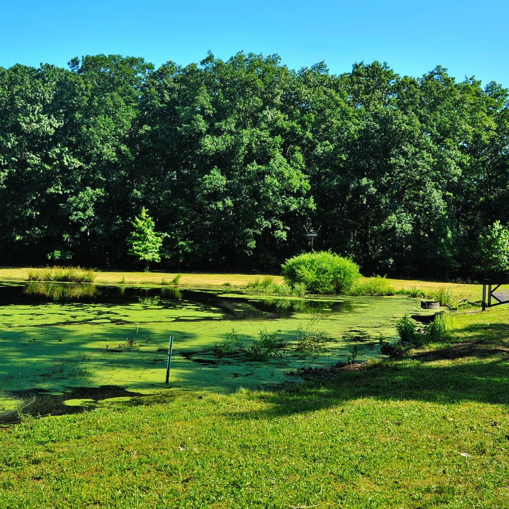 Bear Swamp Natural Area 2
