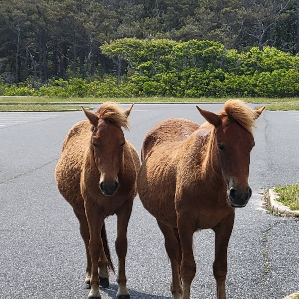 Assateague Island 3