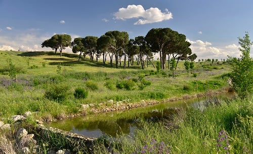 Parque Forestal de Valdebebas - Felipe VI 1