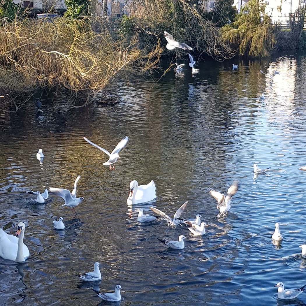 Lac de Sévigné 1
