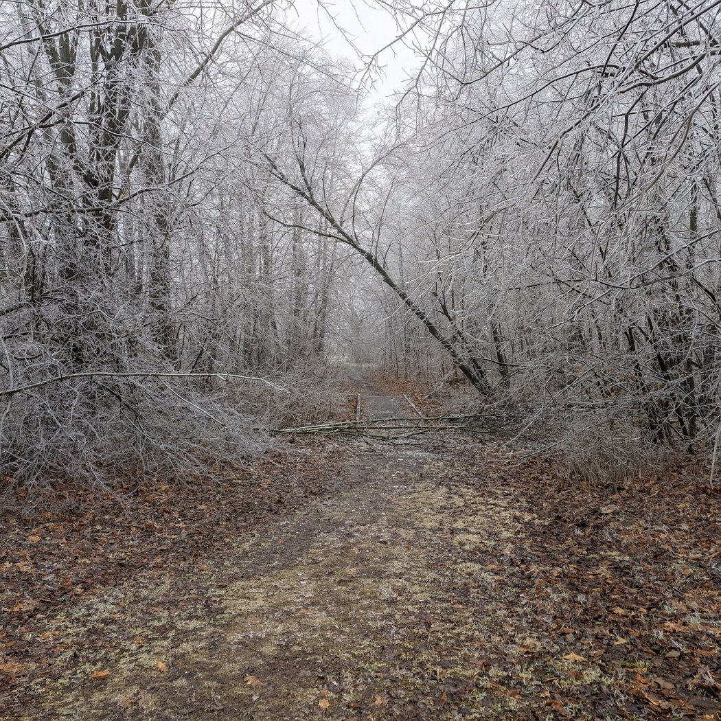 Arbor Hills Nature Area 1