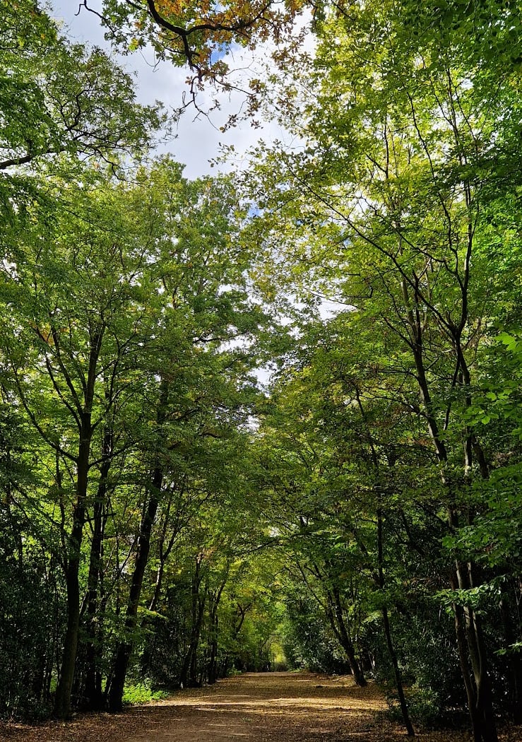 Epping Forest 4