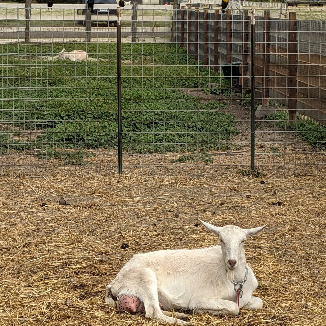 Baby Goat Tours 2