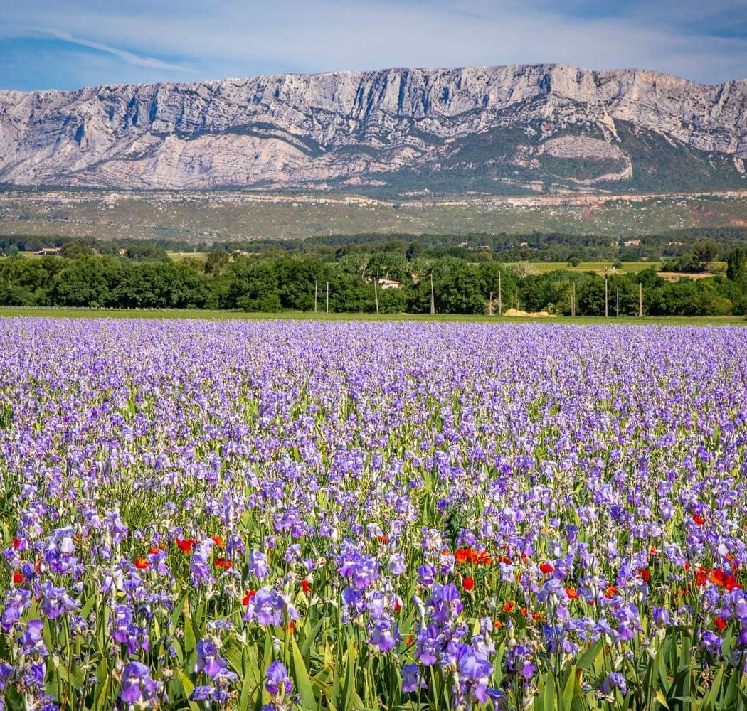 Montagne Sainte-Victoire 4