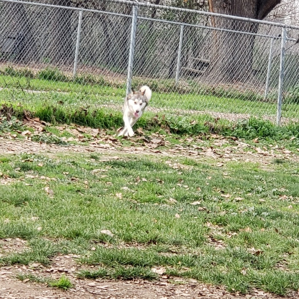 Dog Park at Hellyer County Park 3