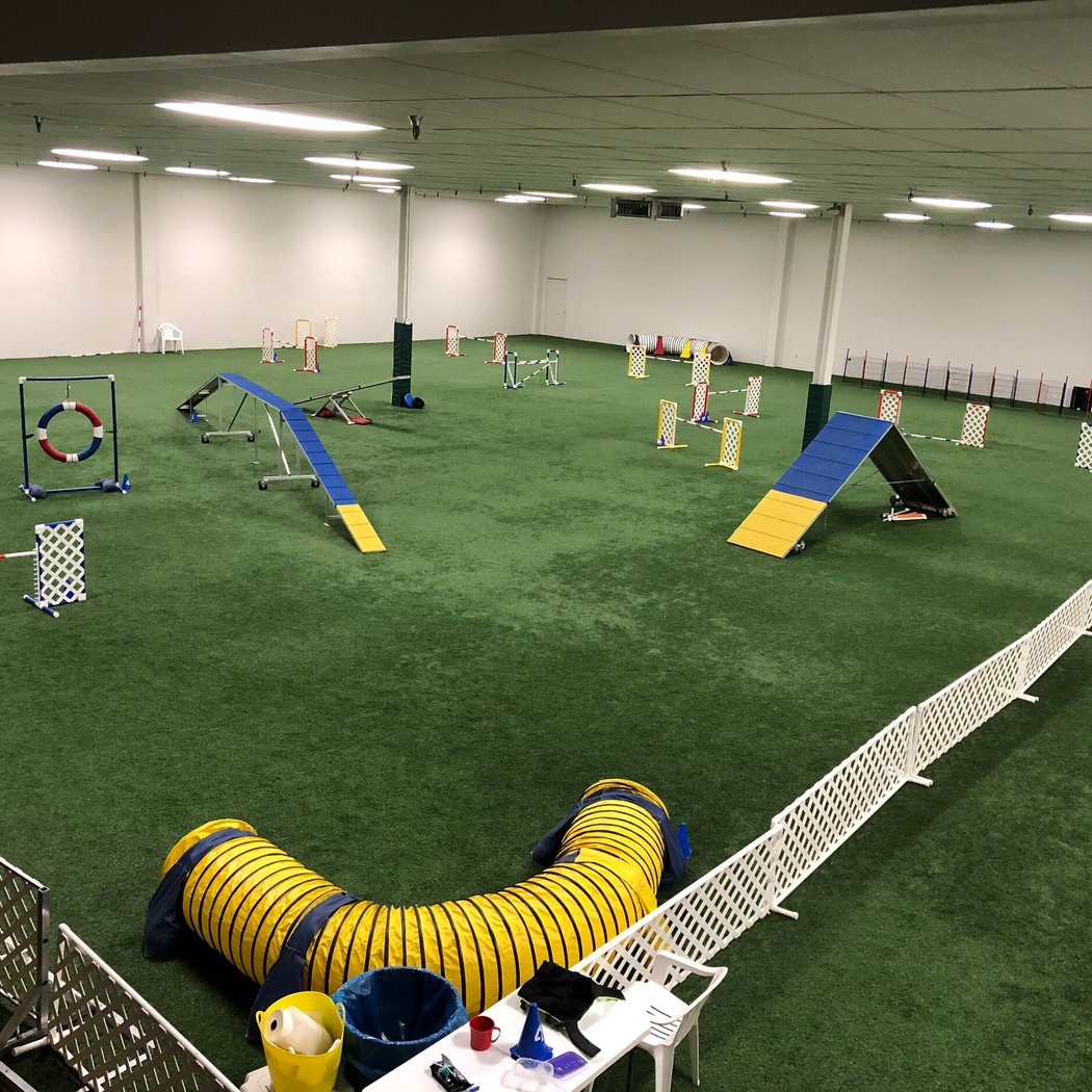 Go Dog Go Agility Club Trial 2