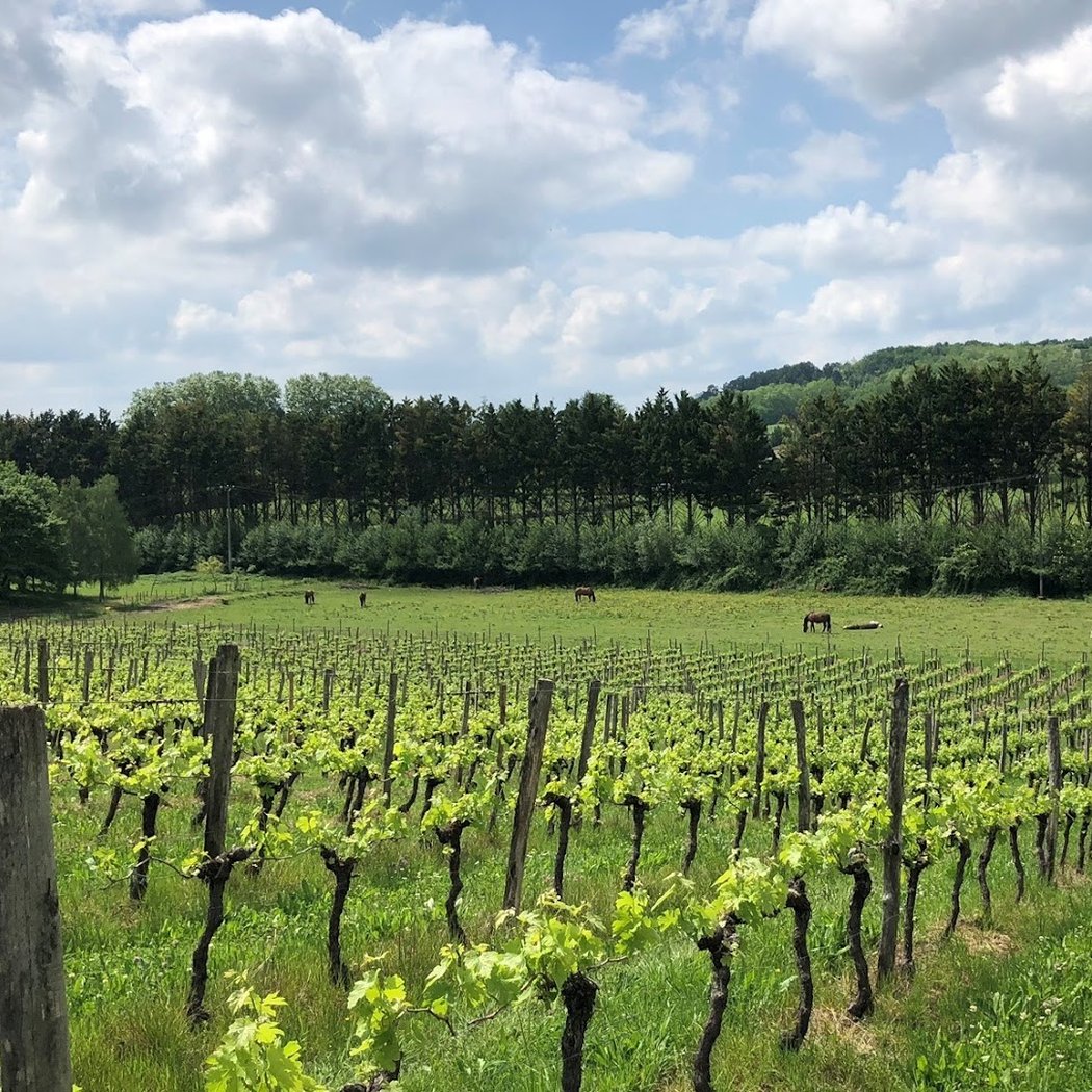 Chateau Blanzac 3