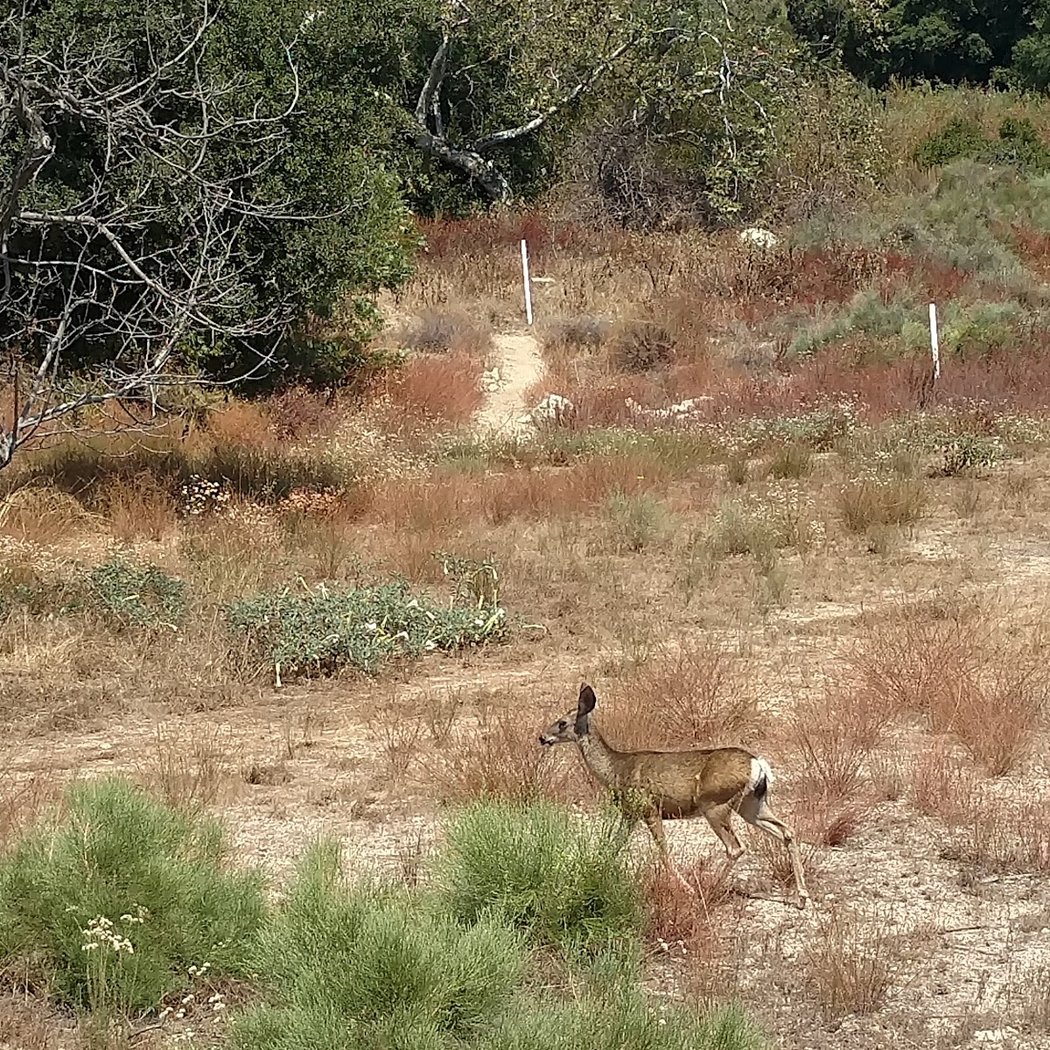 Rosemont Preserve Open Gate 3