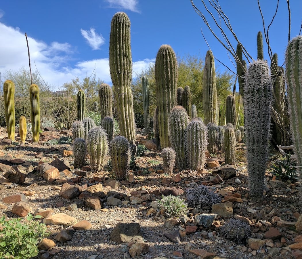 Arizona-Sonora Desert Museum 1