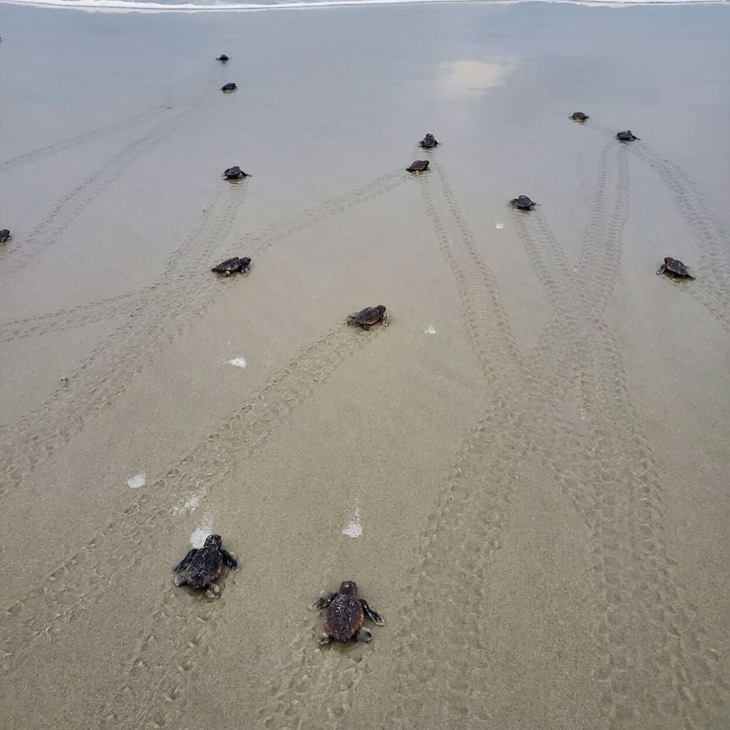 Sea Turtle Patrol 5