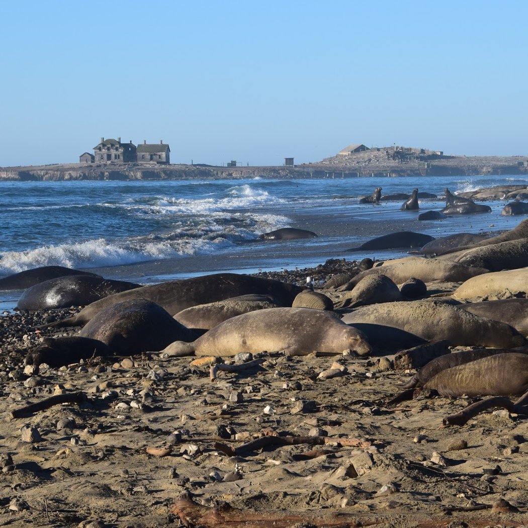 Guided Hike in Elephant Seal Viewing 2