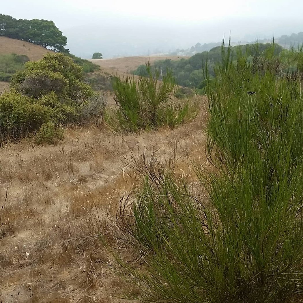 Alto Bowl Preserve 2