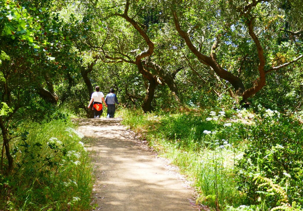 Nature Meditation Summer Walk 3