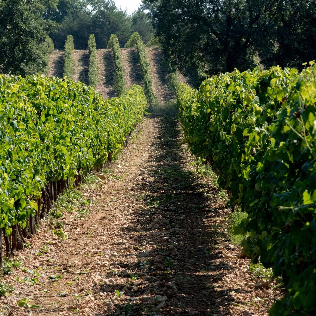 Domaine de La Mongestine 3