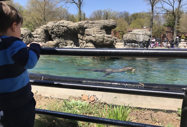Sea Lion Show and Feeding 2